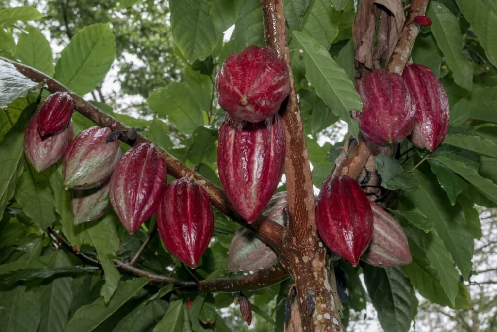 Atelier dédié à l&rsquo;histoire et la culture du cacao