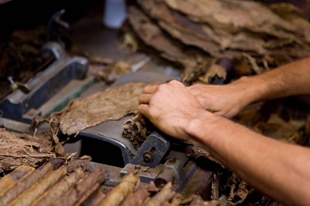 Une fabrique de cigares familiale