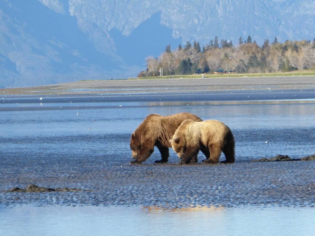 Observer les ours bruns à Katmai National Park