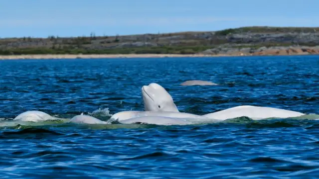 Voyage au coeur de la faune sauvage canadienne