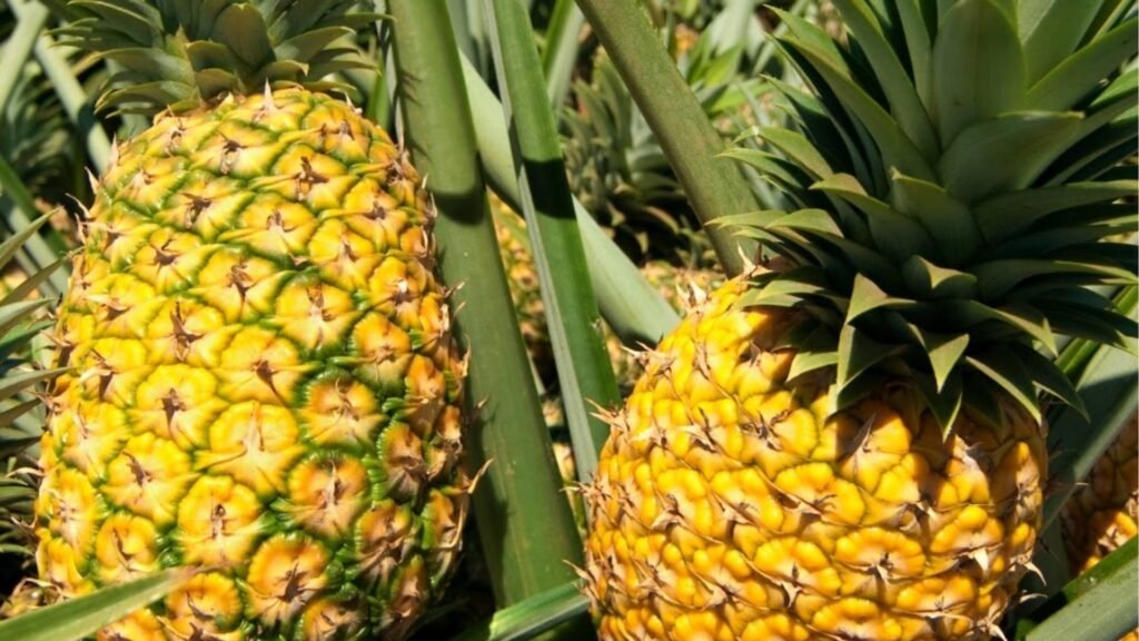 Agrotour autour de l&rsquo;ananas