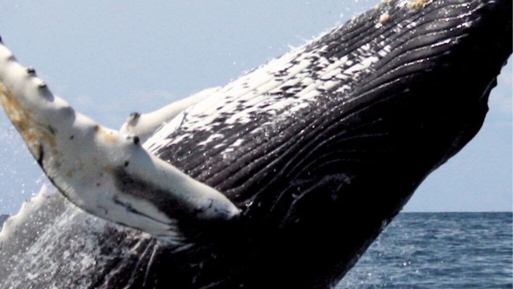 Observation des baleines aux iles Las Perlas