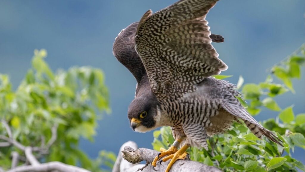 Belize birding festival