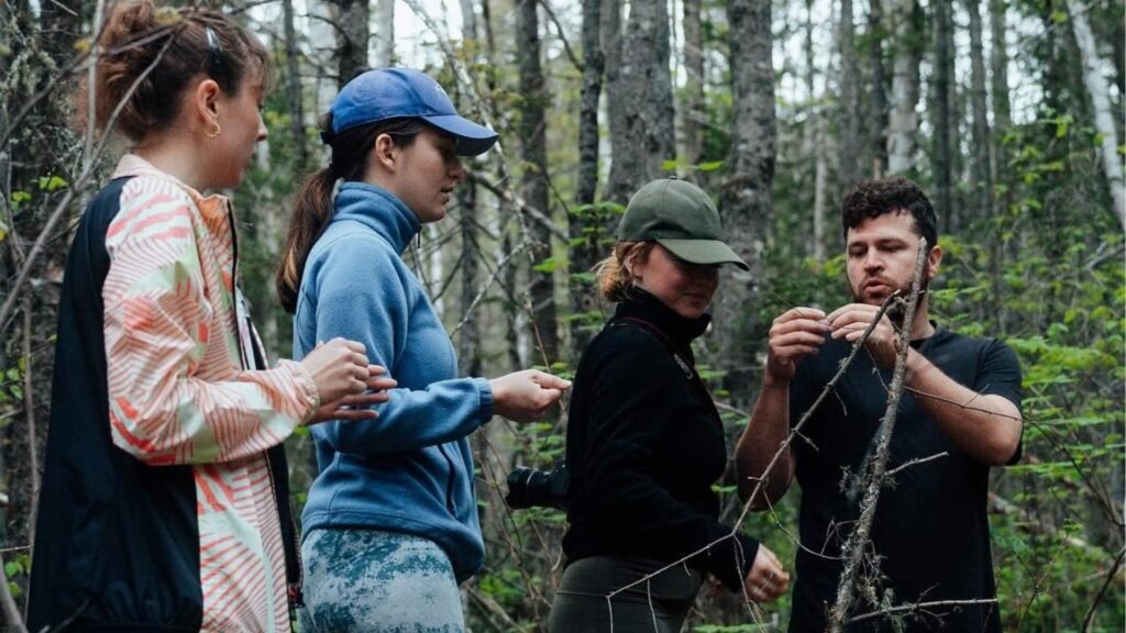 Immersion boréale et Initiation aux plantes sauvages