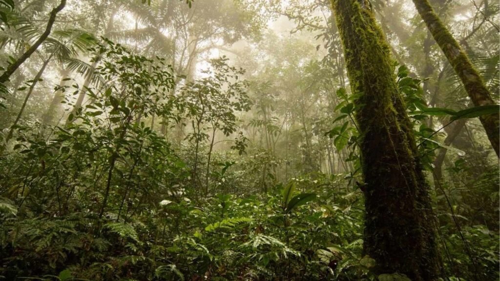 La jungle du Darién