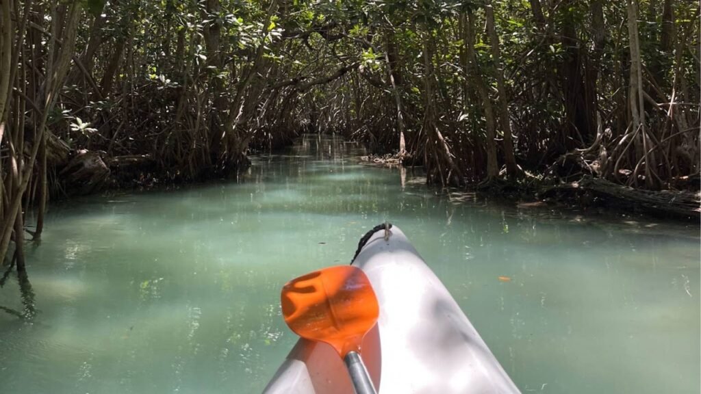 Kayak dans la mangrove