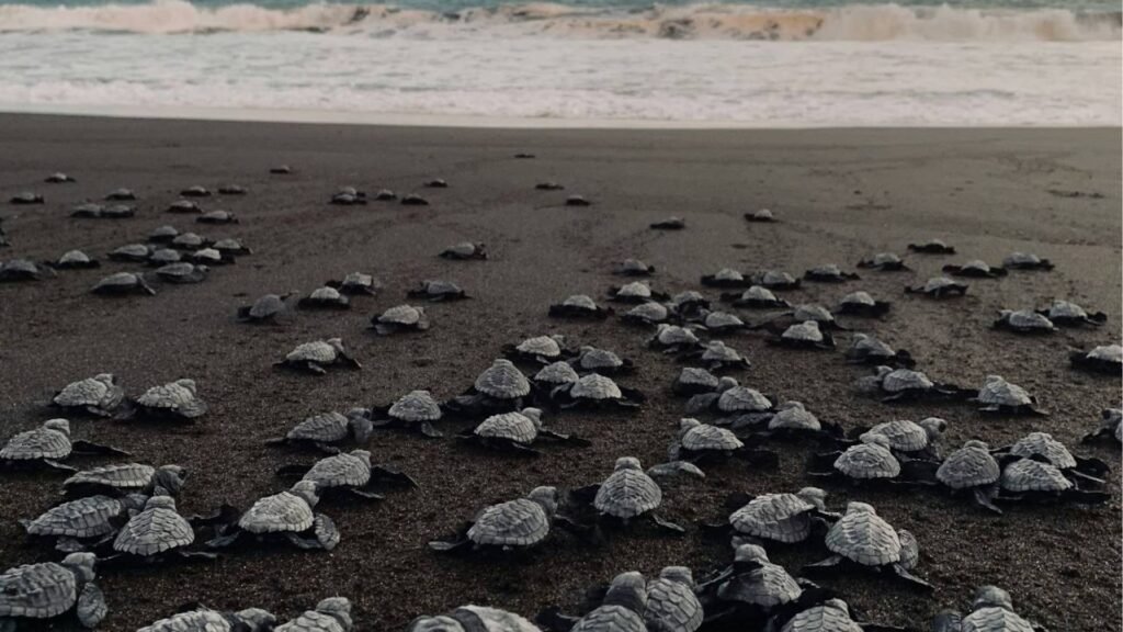 Observation des tortues