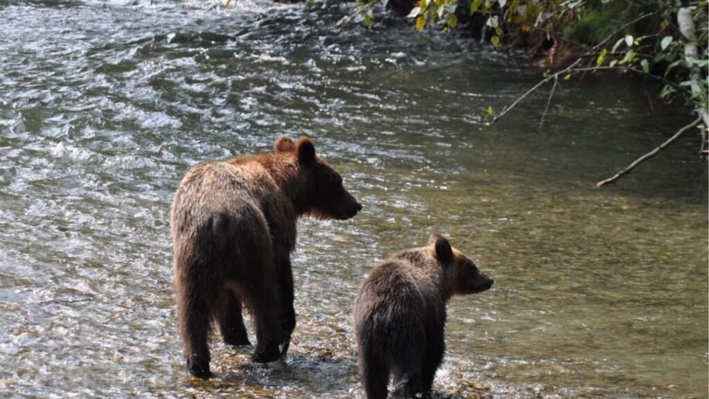 Grizzlis, glaciers et routes sauvages de l&rsquo;Alaska