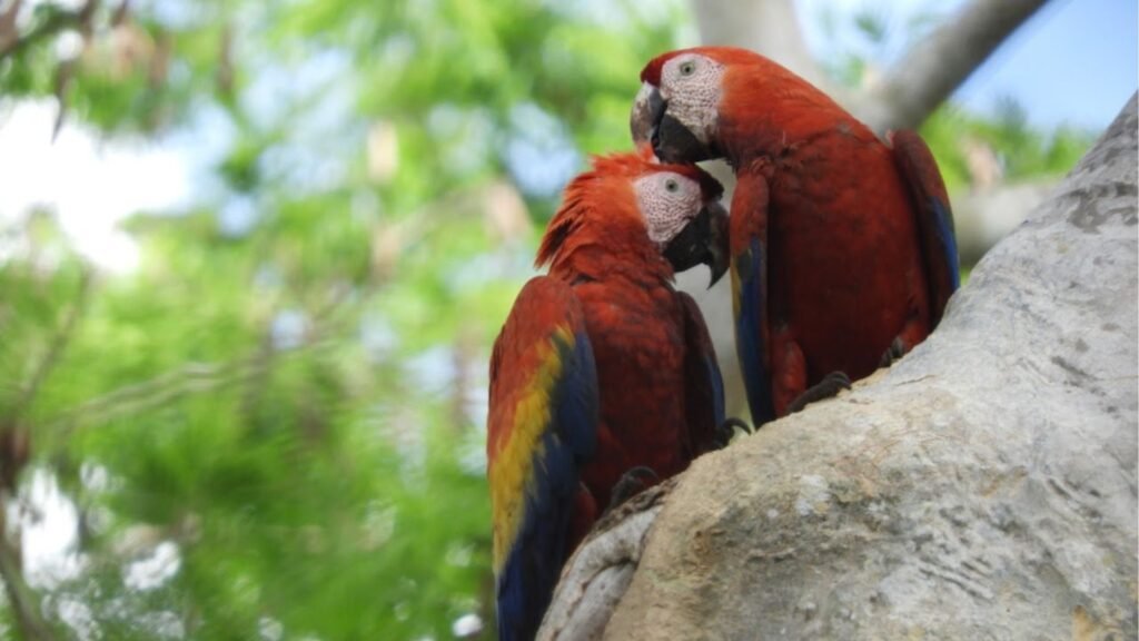 Station biologique Las Guacamayas