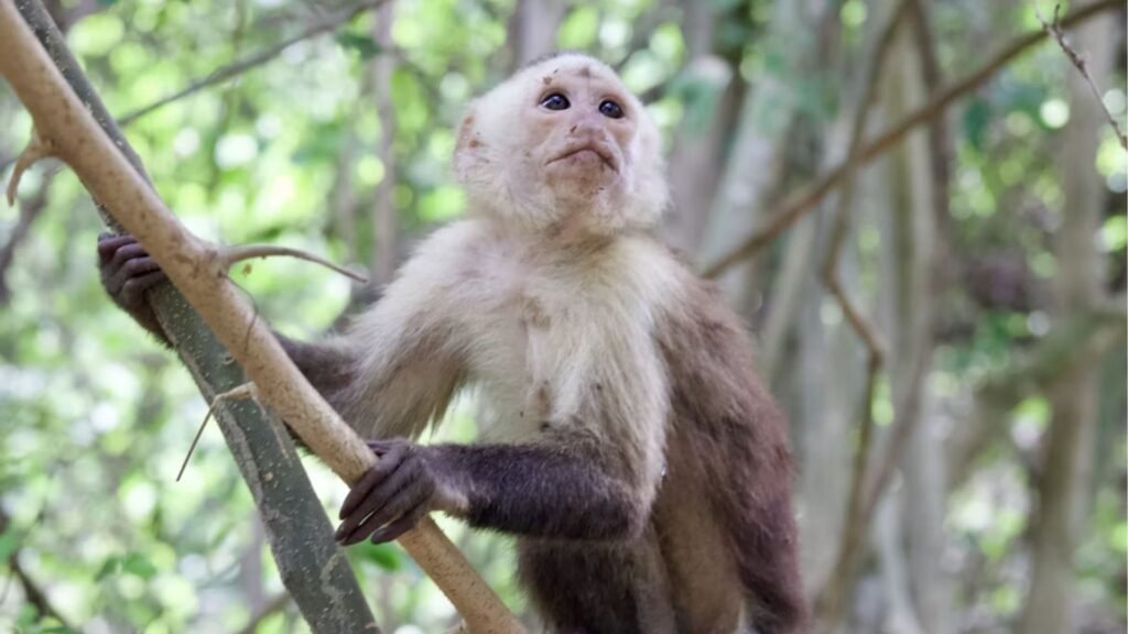 L&rsquo;Amazonie colombienne pour les amateurs de faune et d&rsquo;immersion communautaire