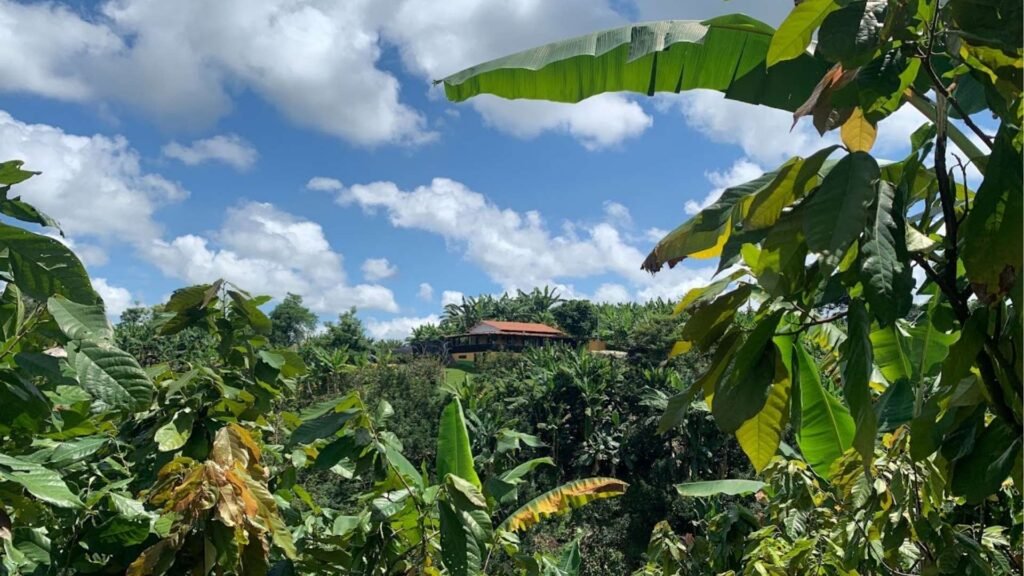 Finca de cacao Evelyza
