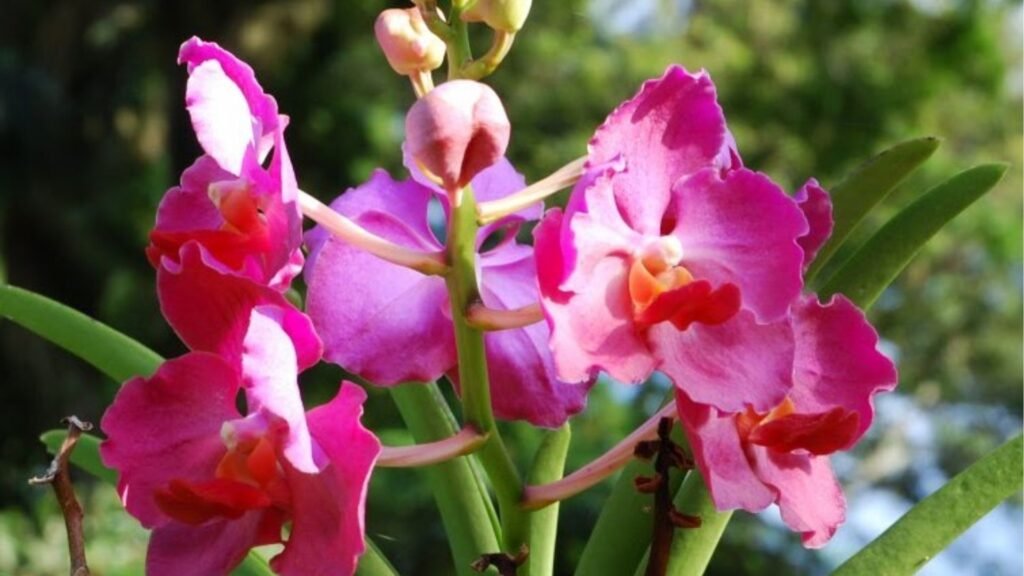 Découverte d&rsquo;un jardin d&rsquo;orchidées et de l&rsquo;art culinaire colombien à travers la visite d&rsquo;une finca laitière