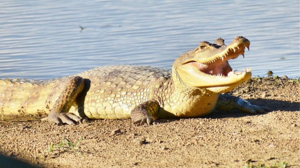 Llanos : Le Safari Colombien