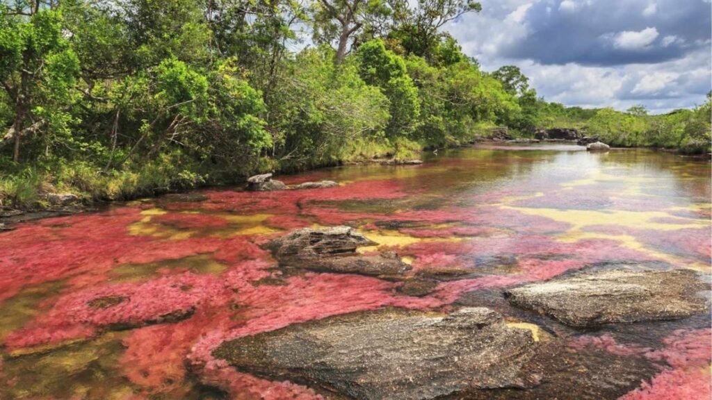 Macarena : Caño Cristales