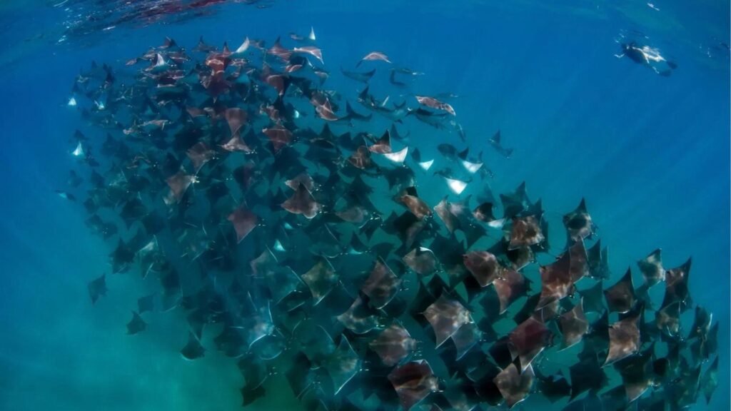 Sea Safari à la Ventana