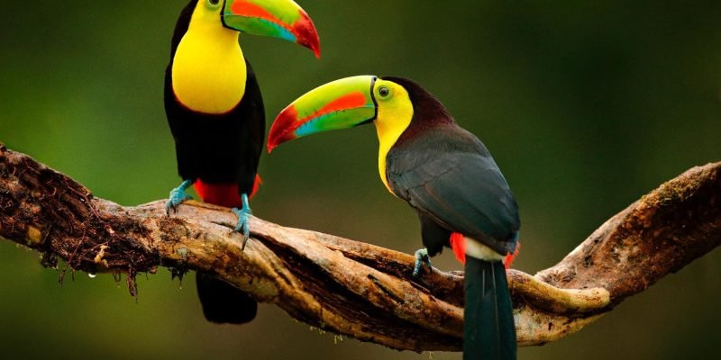 voyage-costa-rica-060